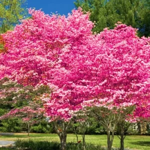 Pink Flowering Dogwood Tree Live Plant - Quart Pot, Dormant, Hardy - Image 2