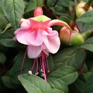 Pink Fuchsia Live Plant for Garden - 3-5 Inch Tall Starter Plug, Outdoor - Image 2