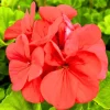 Pink Geranium Live Plants - Set of 2, 5-9" Tall, Outdoor Flowering - Image 1
