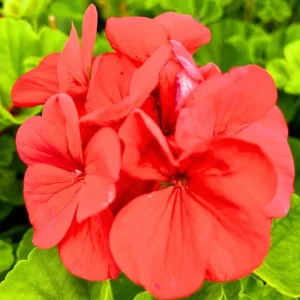 Pink Geranium Live Plants - Set of 2, 5-9" Tall, Outdoor Flowering - Image 1
