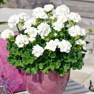 Pink Geranium Live Plants - Set of 2, 5-9