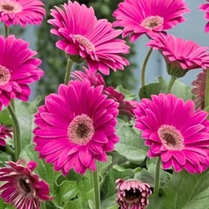 Pink Gerbera Daisy Live Plant - 2-Pack, 5-7 Inches Tall, Ready to Bloom, Outdoor Hardy - Image 2