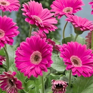 Pink Gerbera Daisy Live Plant - 2-Pack, 5-7 Inches Tall, Ready to Bloom, Outdoor Hardy - Image 4