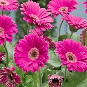 Pink Gerbera Daisy Live Plant - 2-Pack, 5-7 Inches Tall, Ready to Bloom, Outdoor Hardy - Image 7