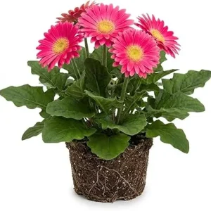 Pink Gerbera Daisy Live Plant 5-7 Inches Tall - Indoor/Outdoor Perennial - Image 4
