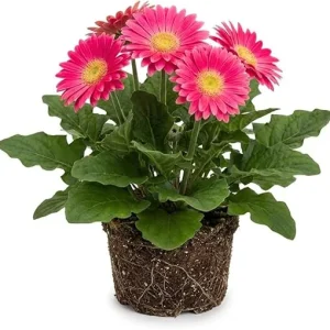 Pink Gerbera Daisy Live Plant 5-7 Inches Tall - Indoor/Outdoor Perennial - Image 1