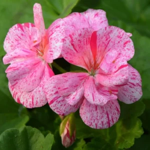 Pink Glitter Geranium Live Plant, Fragrant Bicolor Flowers, 5-8