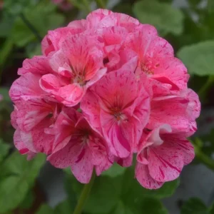 Pink Glitter Geranium Live Plant, Fragrant Bicolor Flowers, 5-8