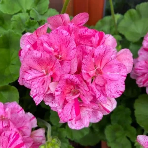 Pink Glitter Geranium Live Plant, Fragrant Bicolor Flowers, 5-8
