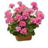 Pink Glitter Geranium Live Plant, Fragrant Bicolor Flowers, 5-8" Tall, Outdoor - Image 1