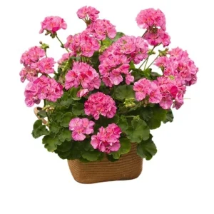 Pink Glitter Geranium Live Plant, Fragrant Bicolor Flowers, 5-8