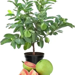 Pink Guava Live Plant - Sweet Edible Fruit Tree, 10 Inch Tall, Outdoor - Image 5