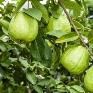 Pink Guava Live Plant - Sweet & Fruiting, 8-12 Inch Tall, Outdoor - Image 4