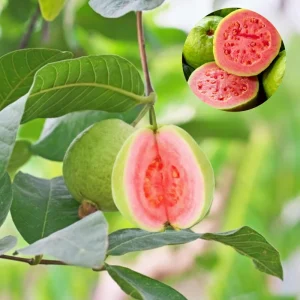 Pink Guava Live Plant - Sweet & Fruiting, 8-12 Inch Tall, Outdoor - Image 1