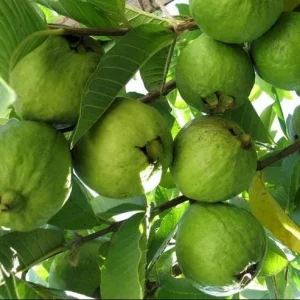 Pink Guava Live Plant - Sweet & Fruiting, 8-12 Inch Tall, Outdoor - Image 7