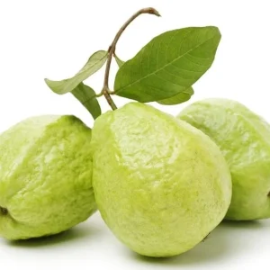 Pink Guava Live Plant - Sweet & Fruiting, 8-12 Inch Tall, Outdoor - Image 8