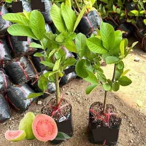 Pink Guava Tree Live Plant - 10 Inch Tall Sweet Tropical Fruit Tree for Home & Patio - Image 7