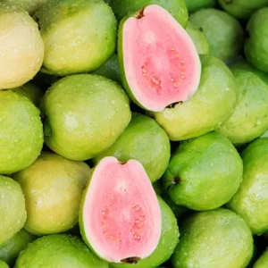 Pink Guava Tree Live Plant - 4 to 7 Inches Tall - Fruit Bearing - Indoor/Outdoor - Image 2