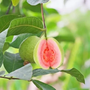 Pink Guava Tree Live Plant - 4 to 7 Inches Tall - Fruit Bearing - Indoor/Outdoor - Image 1