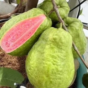 Pink Guava Tree Live Plant - 4 to 7 Inches Tall - Fruit Bearing - Indoor/Outdoor - Image 4