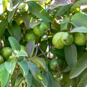 Pink Guava Tree Live Plant - 4 to 7 Inches Tall - Fruit Bearing - Indoor/Outdoor - Image 5