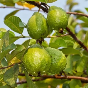Pink Guava Tree Live Plant - 4 to 7 Inches Tall - Fruit Bearing - Indoor/Outdoor - Image 6