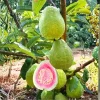 Pink Guava Tree Live Plant 5-10 Inches Tall - Well Rooted, Cold Hardy - Image 1