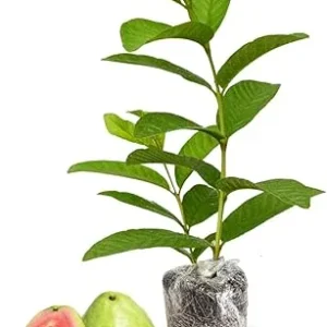 Pink Guava Tree Live Plant, 5-9 Inches Tall, Indoor/Outdoor Fruit Plant - Image 4