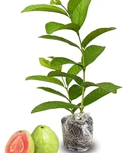 Pink Guava Tree Live Plant, 5-9 Inches Tall, Indoor/Outdoor Fruit Plant - Image 1