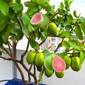 Pink Guava Tree Live Plant – 5 to 9 Inches Tall, Well Rooted, 1 Year Old, Cold Hardy - Image 5