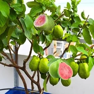 Pink Guava Tree Live Plant – 5 to 9 Inches Tall, Well Rooted, 1 Year Old, Cold Hardy - Image 1