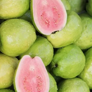 Pink Guava Tree Live Plant - Set of 2, 4-7 Inches Tall, Indoor/Outdoor - Image 2