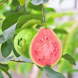 Pink Guava Tree Live Plant - Set of 2, 4-7 Inches Tall, Indoor/Outdoor - Image 5