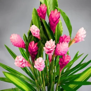 Pink Hawaiian Ginger Live Plant – 4-9 Inch Tall – Tropical Flowers for Garden - Image 6