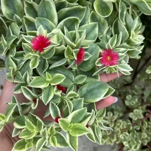 Pink Ice Plant Variegated Baby Sun Rose - 2'' Pot Trailing Succulent Live Plant - Image 1