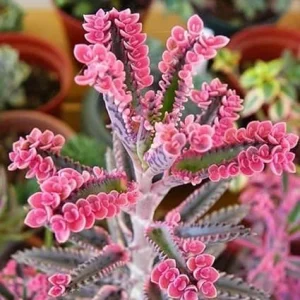 Pink Kalanchoe Live Plant in 2 Inch Pot - Mother of Thousands Succulent - Image 5