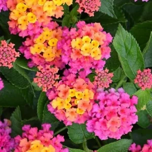 Pink Lantana Live Plant – 4 Inch Pot – Perennial Outdoor Flowers – 4-6 Inch Tall - Image 5