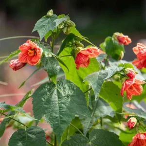 Pink Lantern Abutilon Live Plant 4-8 Inch Tall - Flowering Maple - Image 3