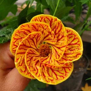 Pink Lantern Abutilon Live Plant 4-8 Inch Tall - Flowering Maple - Image 4