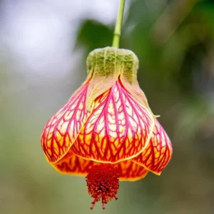Pink Lantern Abutilon Live Plant 4-8 Inch Tall - Flowering Maple - Image 6