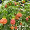 Pink Lantern Abutilon Live Plant 4-8 Inch Tall - Flowering Maple - Image 1