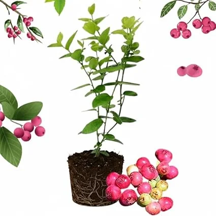 Pink Lemonade Blueberry Live Plant - 4-8 Inch Starter Bush for Garden or Patio - Image 7