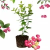 Pink Lemonade Blueberry Live Plant - 4-8 Inch Starter Bush for Garden or Patio - Image 1