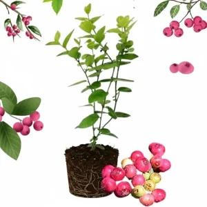 Pink Lemonade Blueberry Live Plant - 4-8 Inch Starter Bush for Garden or Patio - Image 1