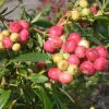Pink Lemonade Blueberry Plant - Vaccinium Rabbiteye Live Fruit Bush, 6-8 inches tall - Image 1