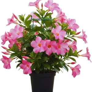 Pink Mandevilla Live Plants Vine, Set of 2, Full Sun, Zone 6-10 - Image 3