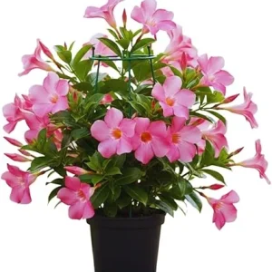Pink Mandevilla Live Plants Vine, Set of 2, Full Sun, Zone 6-10 - Image 7