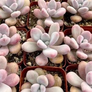 Pink Moonstone Succulent Live Plant - Pachyphytum Oviferum Pink Plant in 2