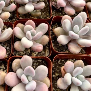 Pink Moonstone Succulent Live Plant - Pachyphytum Oviferum Pink Plant in 2