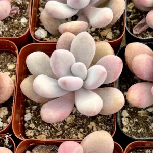 Pink Moonstone Succulent Live Plant - Pachyphytum Oviferum Pink Plant in 2